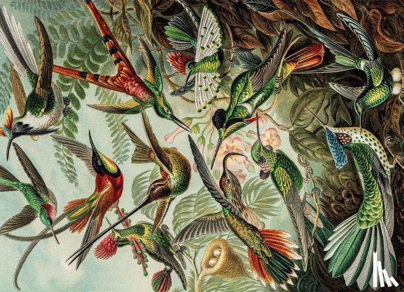 - Puzzel - 1000 stukjes - Art Forms of Nature - Ernst Haeckel