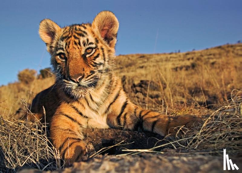  - Puzzel (200 stukjes): Welpje Bengaalse tijger, Martin Harvey, Wereld Natuurfonds