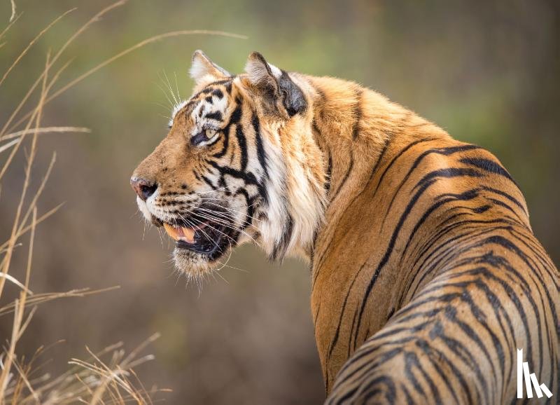  - Puzzel (1.000 stukjes): Bengaalse tijger, Jeff Goldberg, Wereld Natuurfonds