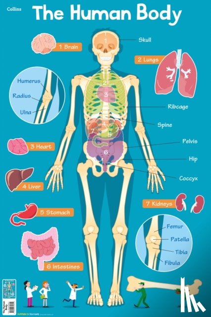 Collins Kids - Human Body