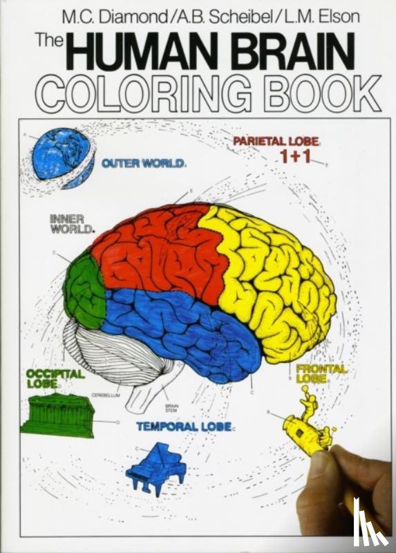 Diamond, Marian C., Scheibel, Arnold B - The Human Brain Coloring Book