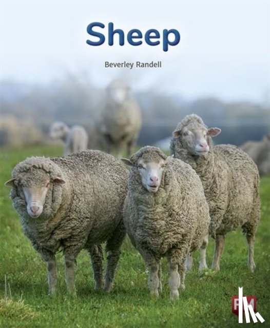RANDELL, BEVERLEY - SHEEP