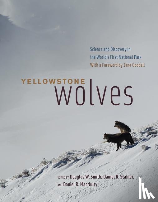  - Yellowstone Wolves