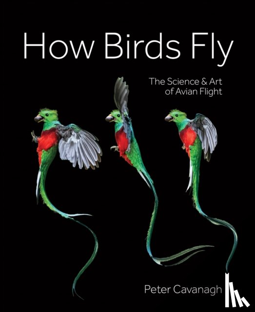 Cavanagh, Peter - How Birds Fly