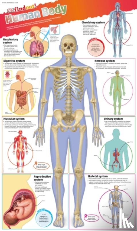 DK - DKfindout! Human Body Poster