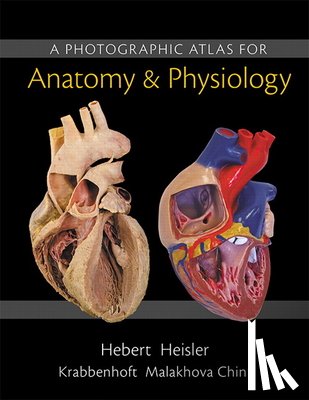 Hebert, Nora, Heisler, Ruth, Krabbenhoft, Karen, Malakhova, Olga - Photographic Atlas for Anatomy & Physiology, A