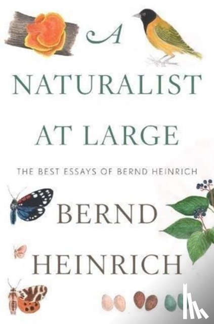 Heinrich, Bernd - Naturalist At Large, A