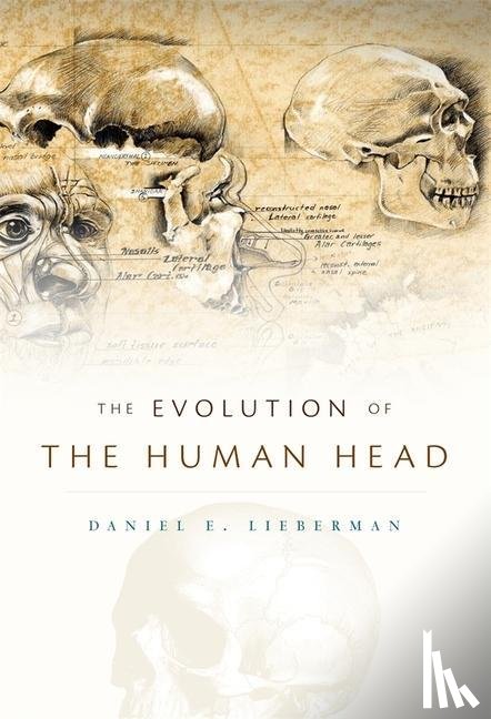 Lieberman, Daniel E. - The Evolution of the Human Head