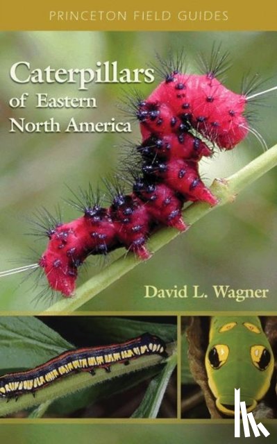 Wagner, David L. - Caterpillars of Eastern North America