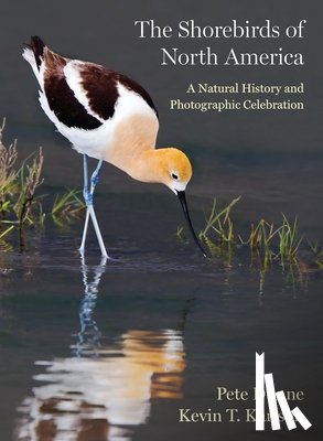 Dunne, Pete, Karlson, Kevin T. - The Shorebirds of North America