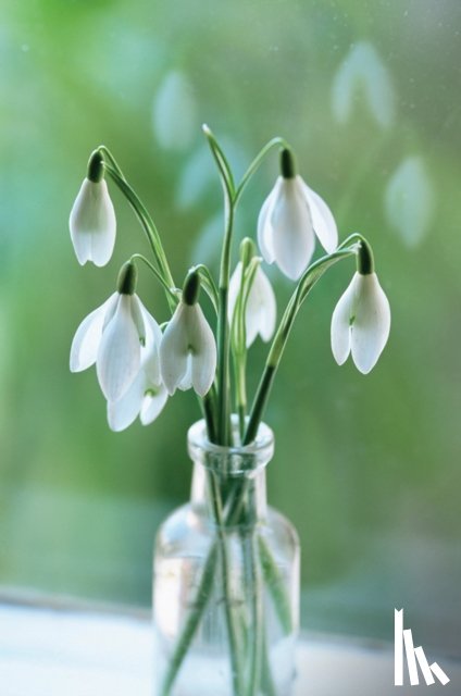 Peony Press - Memo Block Snowdrop
