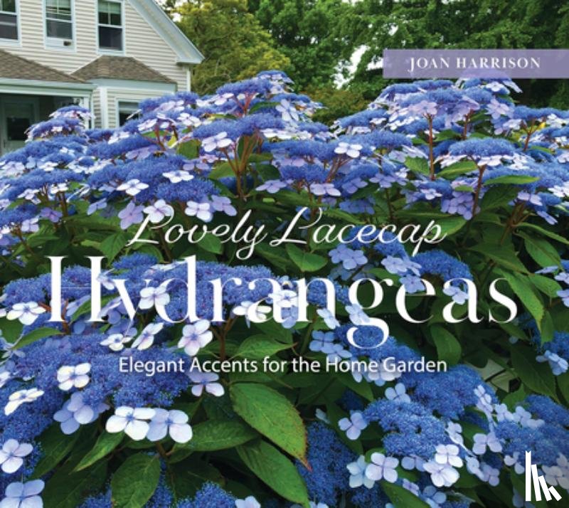 Harrison, Joan - Lovely Lacecap Hydrangeas