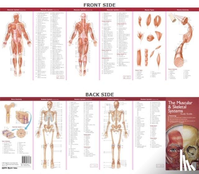 Anatomical Chart Company - Anatomical Chart Company's Illustrated Pocket Anatomy: The Muscular & Skeletal Systems Study Guide