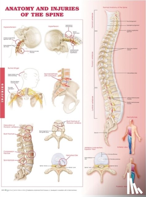  - Anatomy and Injuries of the Spine Anatomical Chart