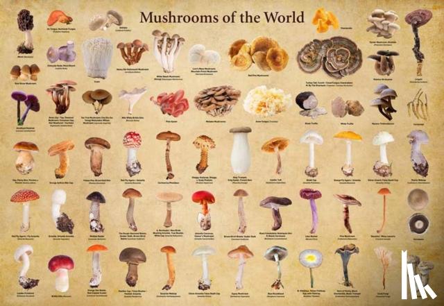 Tuttle Studio - Mushrooms of the World - 1000 Piece Jigsaw Puzzle: For Adults and Families - Finished Puzzle Size 29 X 20 Inch (74 X 51 CM); A3 Sized Poster