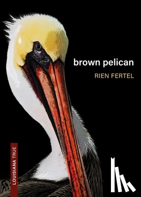 Fertel, Rien - Brown Pelican