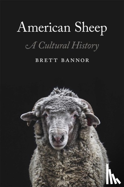 Bannor, Brett - American Sheep