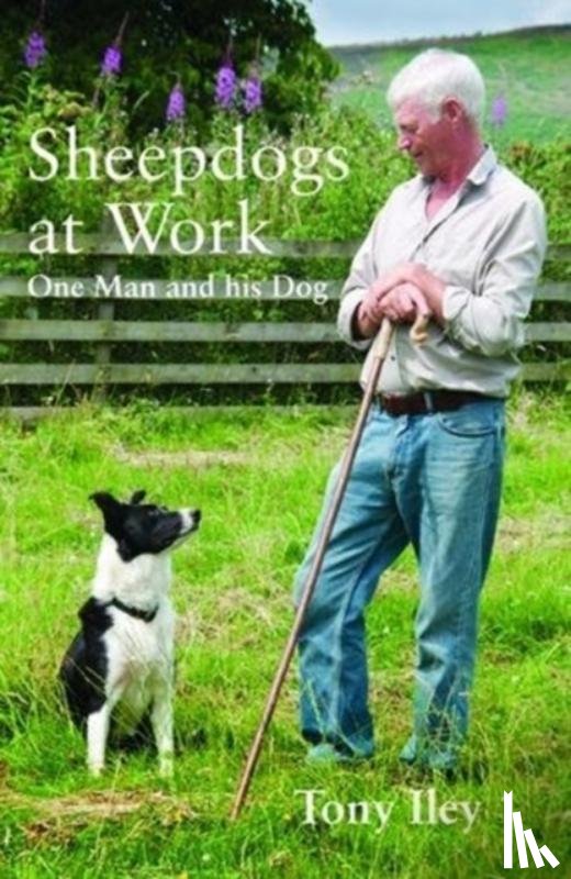 Iley, Tony - Sheepdogs at Work