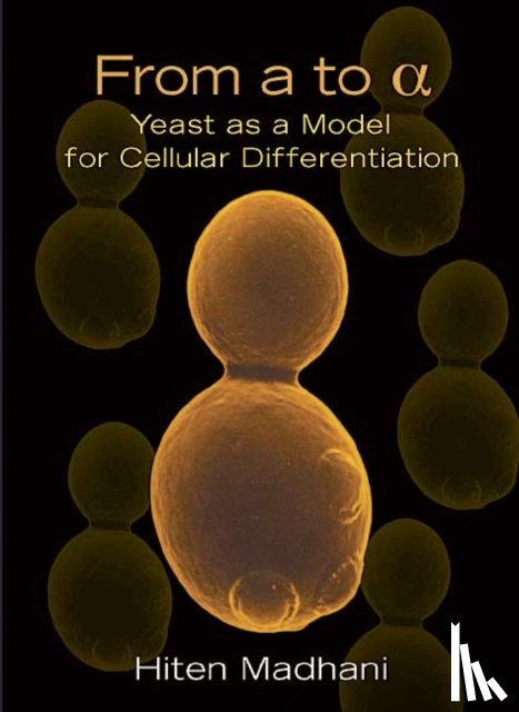 Madhani, Hiten - From a to Alpha