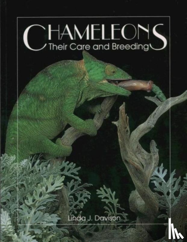 Davison, Linda - Chameleons