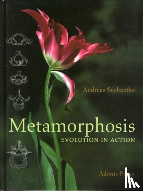 Suchantke, Andreas - Metamorphosis