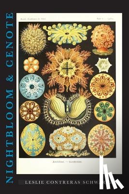 Contreras Schwartz, Leslie - Nightbloom & Cenote