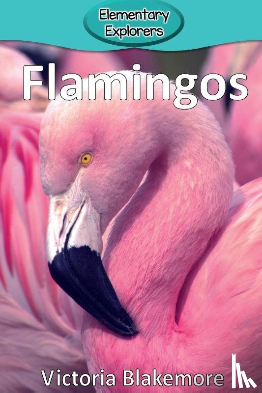 Blakemore, Victoria - Flamingos