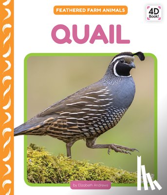 Andrews, Elizabeth - Quail