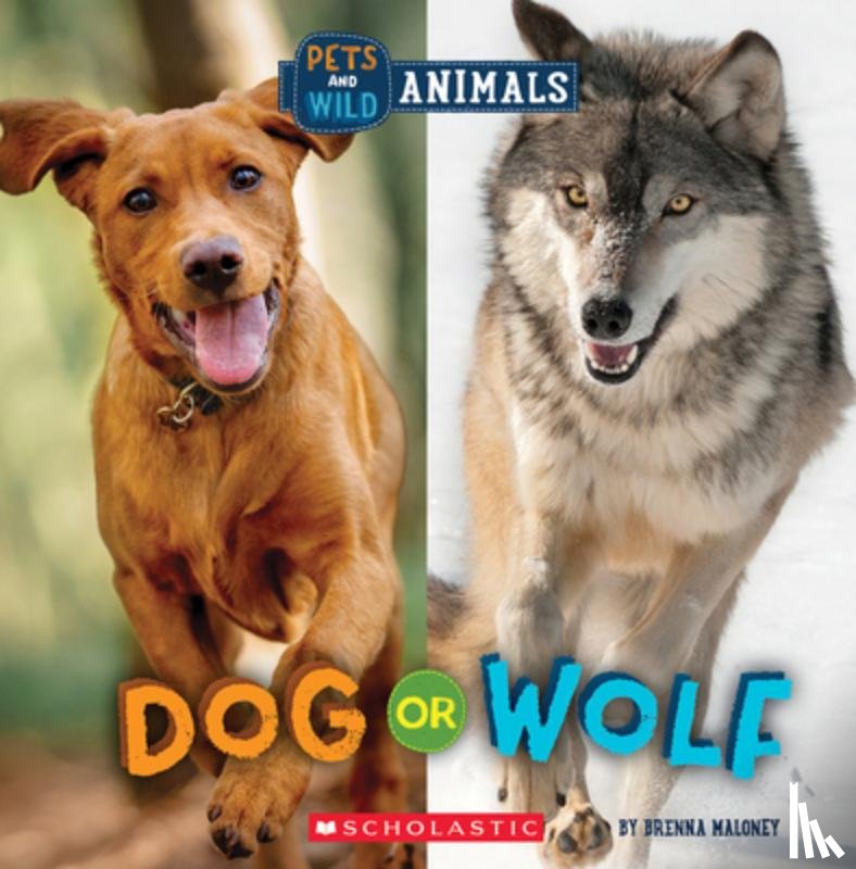 Maloney, Brenna - Dog or Wolf (Wild World: Pets and Wild Animals)