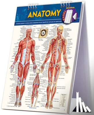 Perez, Vincent - Anatomy Easel
