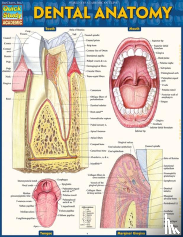 Perez, Vincent - Dental Anatomy