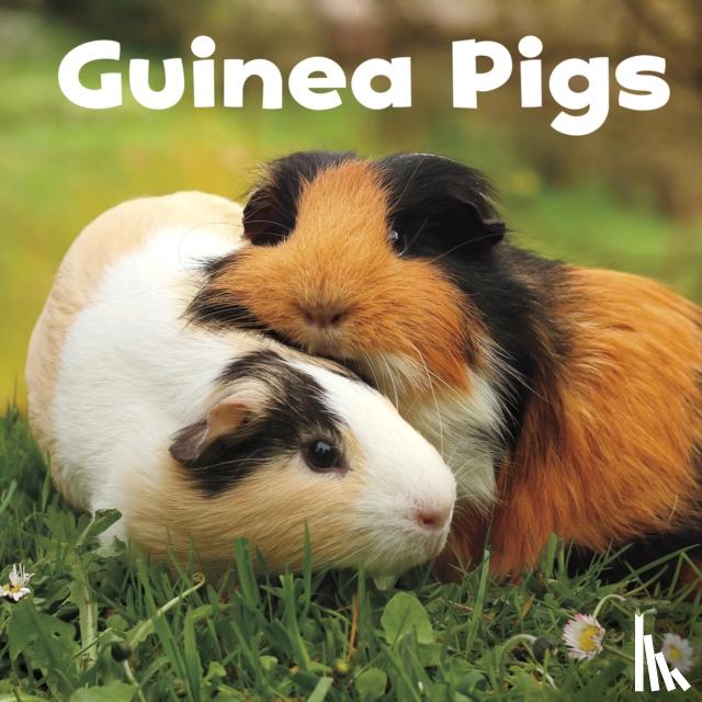 Amstutz, Lisa J. - Guinea Pigs