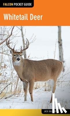Ballard, Jack - Whitetail Deer