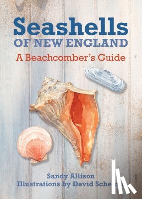 Allison, Sandy - Seashells of New England