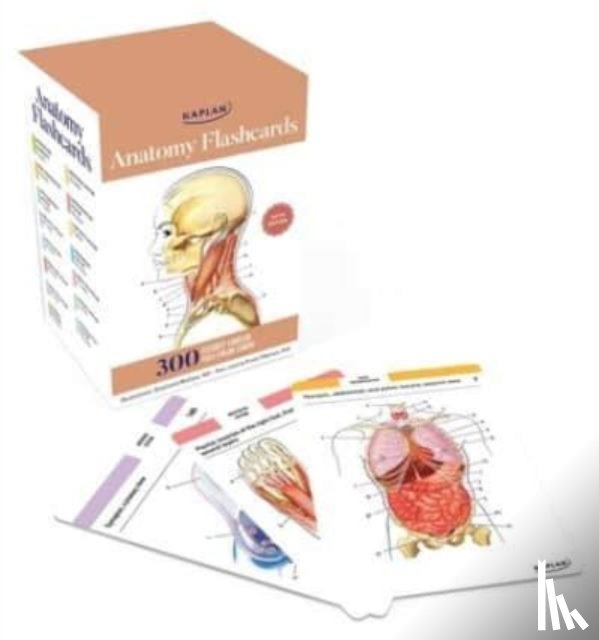 Tillotson, Joanne - Anatomy Flashcards: 300 Flashcards with Anatomically Precise Drawings and Exhaustive Descriptions
