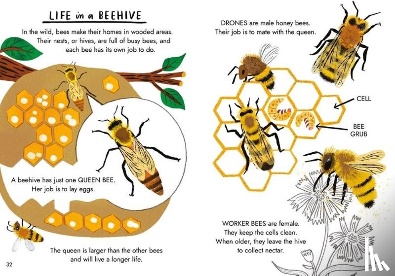 Chakrabarti, Nina - Little Guides to Nature: Hello Bugs