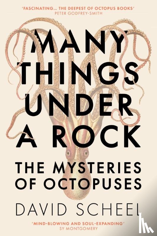 Scheel, David - Many Things Under a Rock
