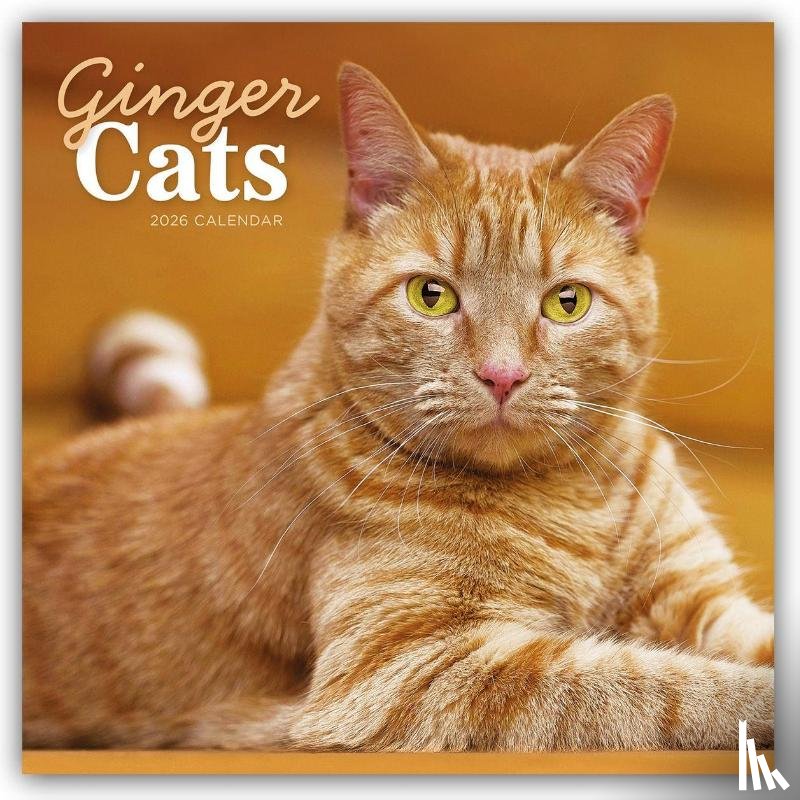 Carousel Calendar - Ginger Cats Square Wall Calendar 2026