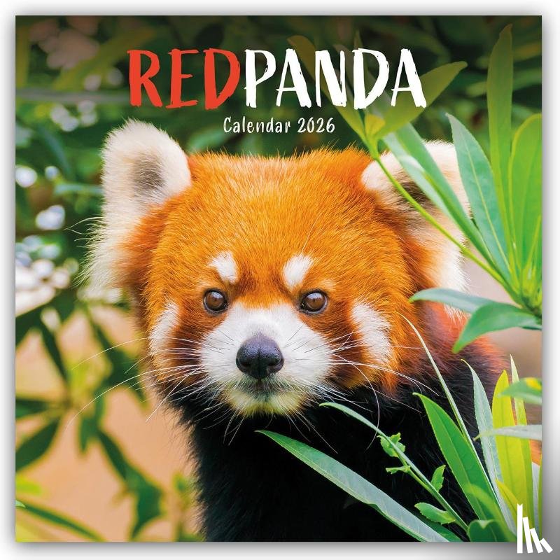 Carousel Calendar - Red Pandas Square Wall Calendar 2026