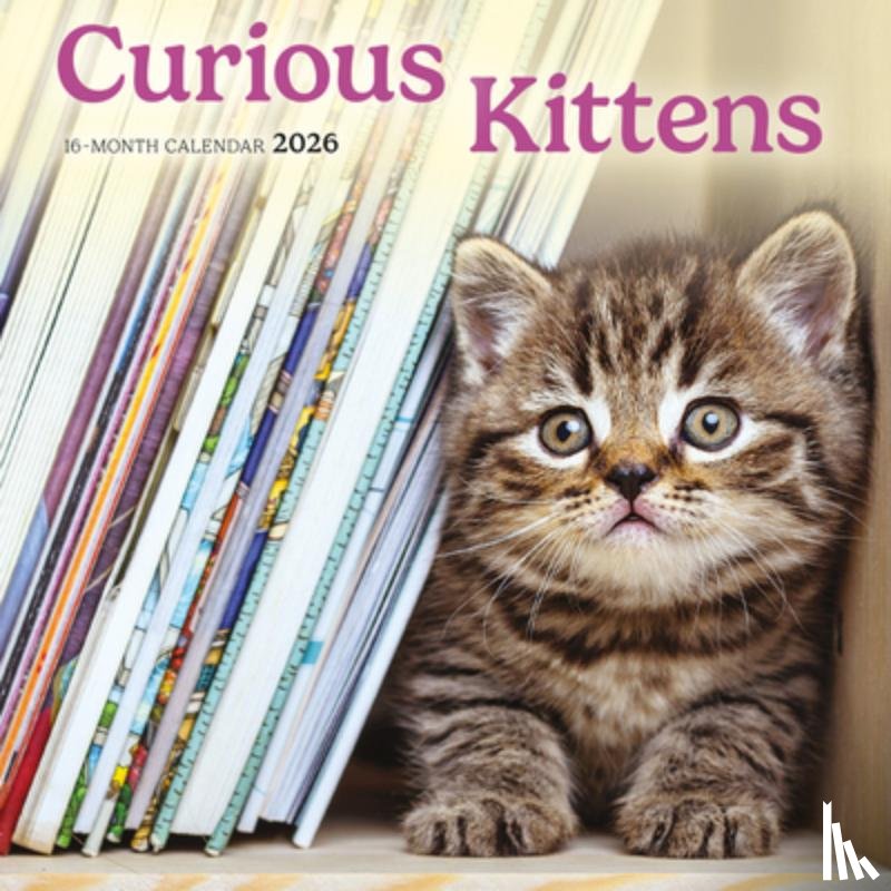 Carousel Worldwide - Curious Kittens Square Mini Sunday Start