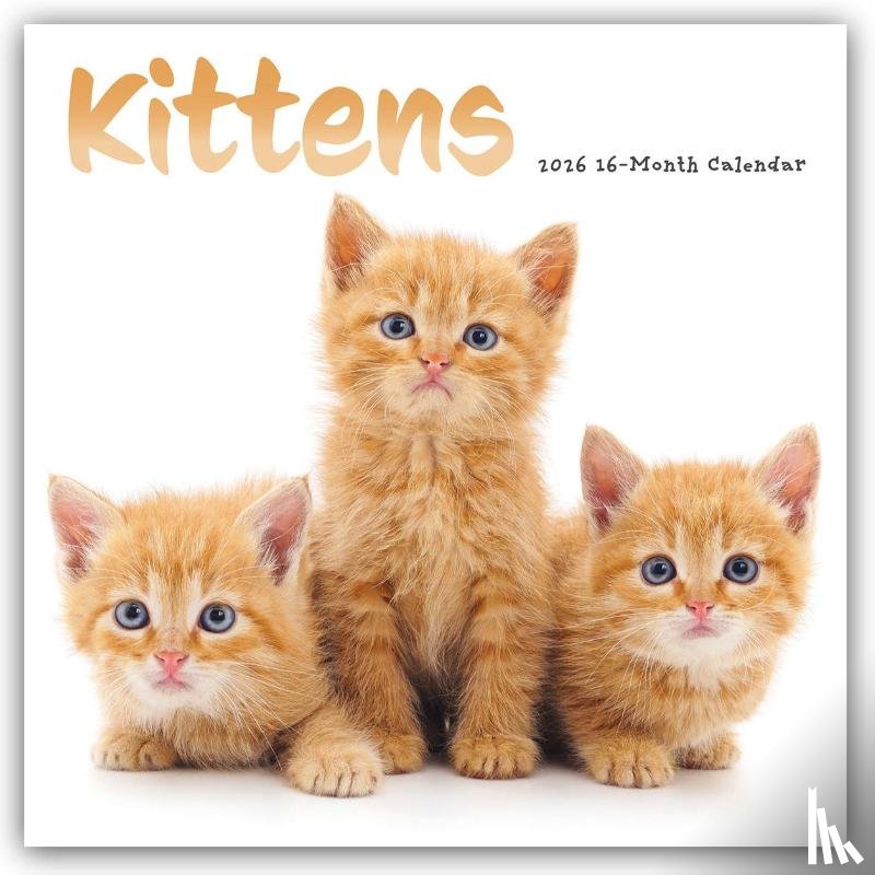 Carousel Calendar - Kittens Square Wall Sunday Start Calenda