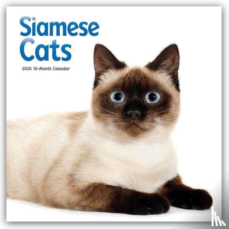 Carousel Calendar - Siamese Cats Square Wall Sunday Start Ca