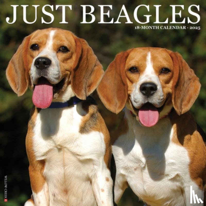 Willow Creek Press - Just Beagles 2025 12 X 12 Wall Calendar