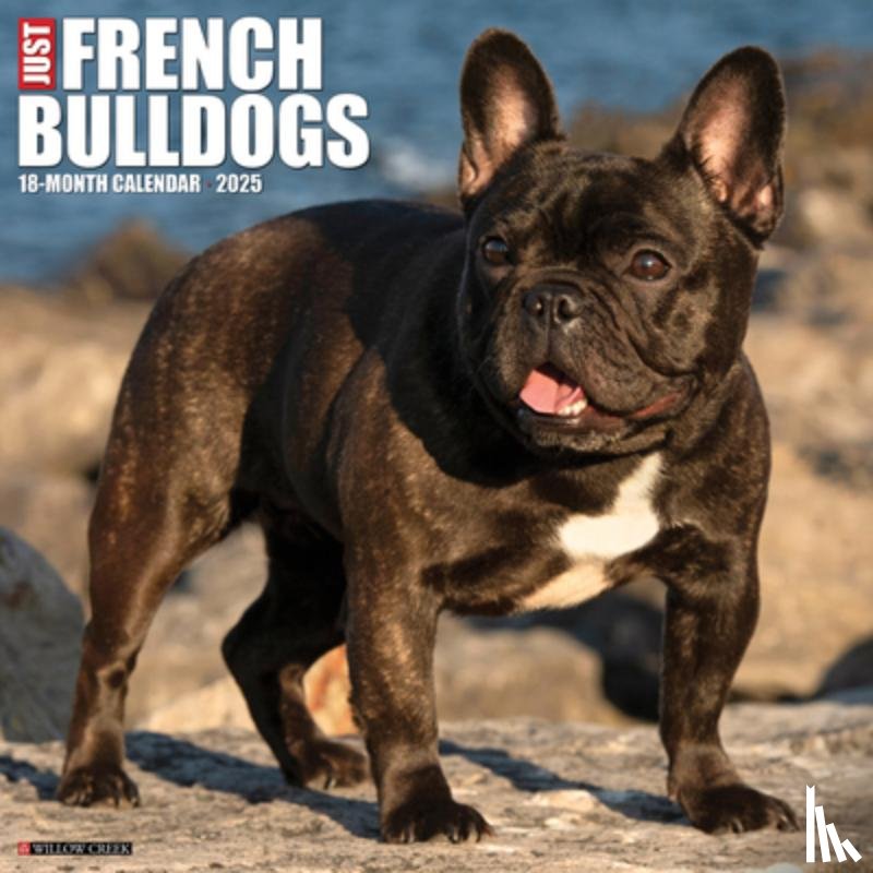 Willow Creek Press - Just French Bulldogs 2025 12 X 12 Wall Calendar