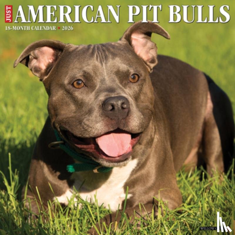 Willow Creek Press - American Pit Bull Terriers 2026 12 X 12 Wall Calendar