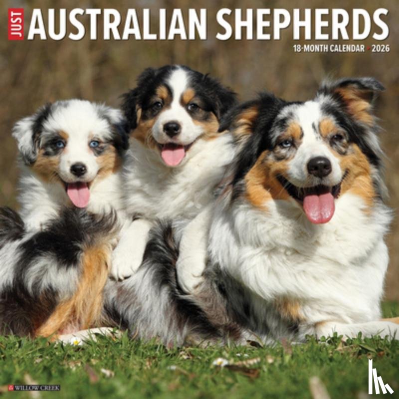 Willow Creek Press - Australian Shepherds 2026 12 X 12 Wall Calendar