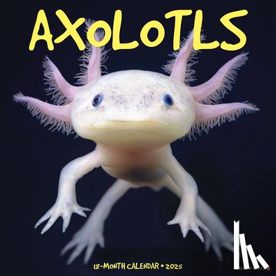 Willow Creek Press - Axolotls 2026 12 X 12 Wall Calendar