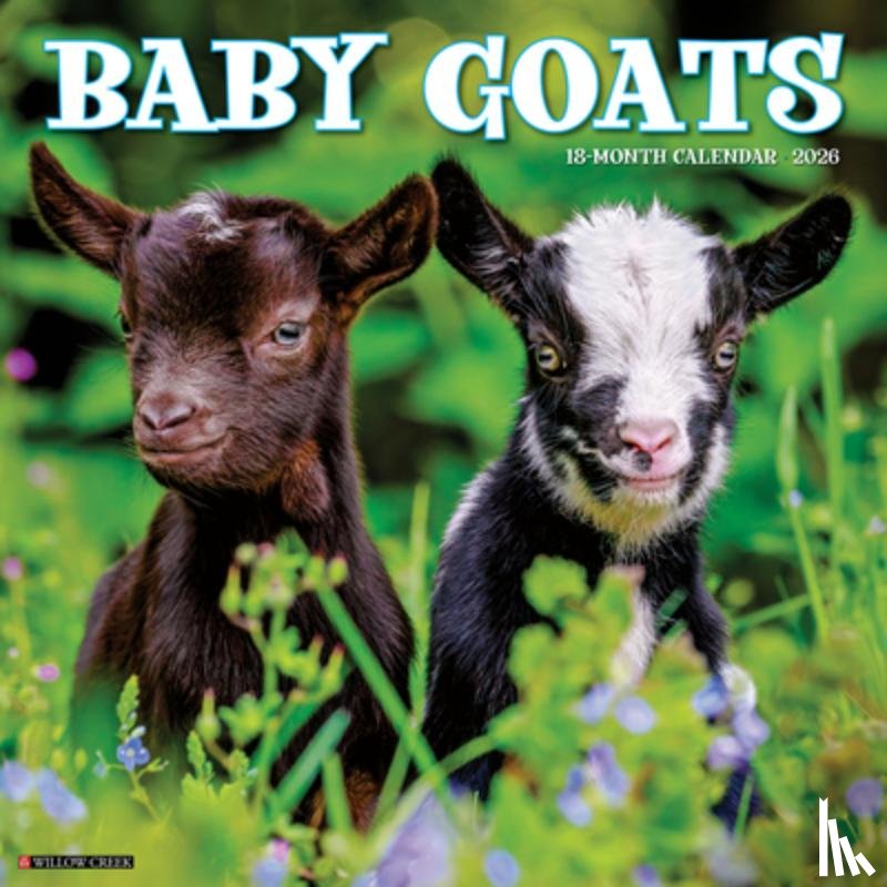 Willow Creek Press - Baby Goats 2026 Wall Calendar