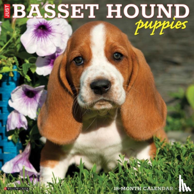 Willow Creek Press - Basset Hound Puppies 2026 12 X 12 Wall Calendar