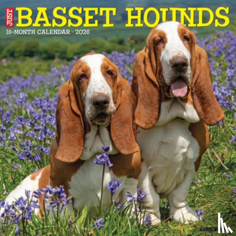 Willow Creek Press - Basset Hounds 2026 12 X 12 Wall Calendar